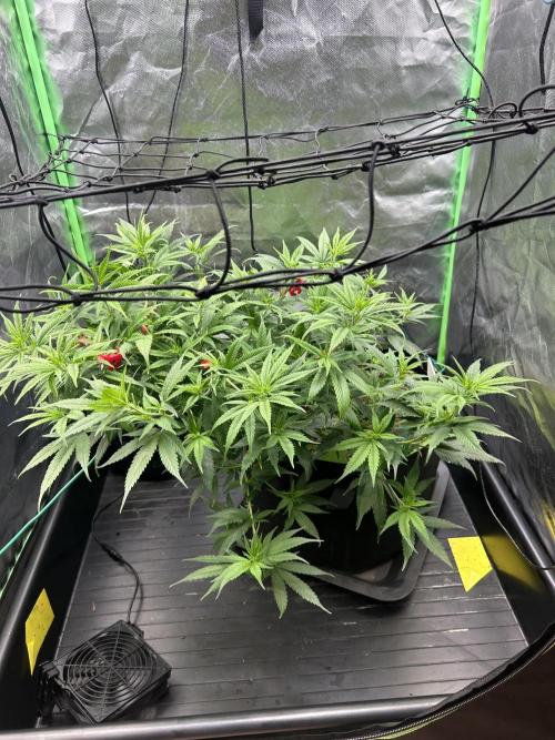 iFresh 4-Inch Inline Duct Fan. Week 6