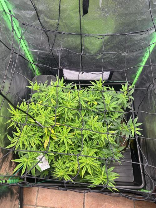 Super Boof Cherry. Week 7