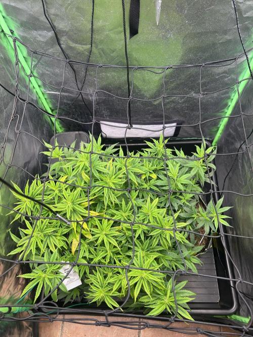 Super Boof Cherry. Week 7