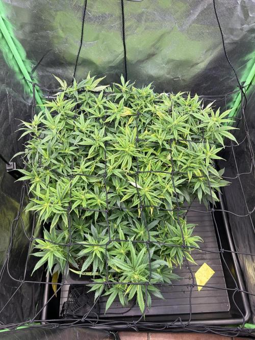 iFresh 4-Inch Inline Duct Fan. Week 9