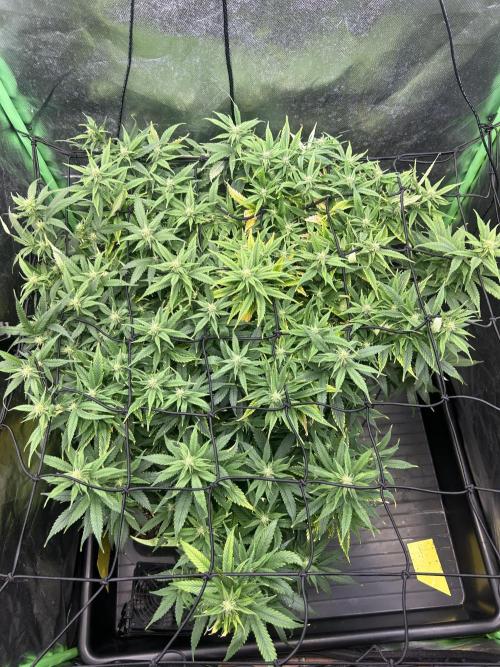 Super Boof Cherry. Week 10