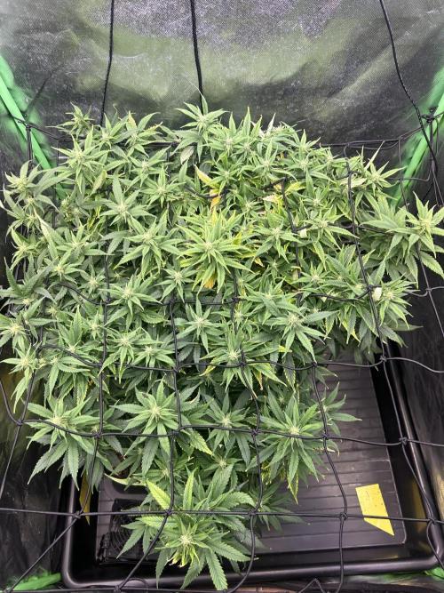 iFresh 4-Inch Inline Duct Fan. Week 10