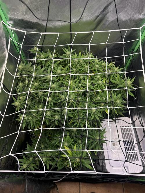 Super Boof Cherry. Week 11