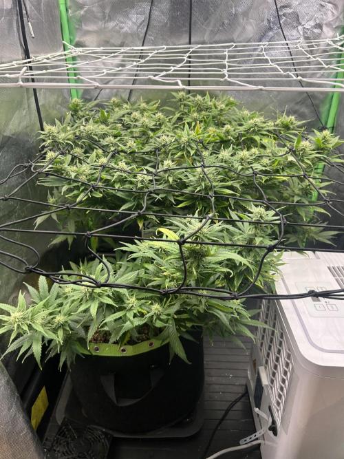 iFresh 4-Inch Inline Duct Fan. Week 11