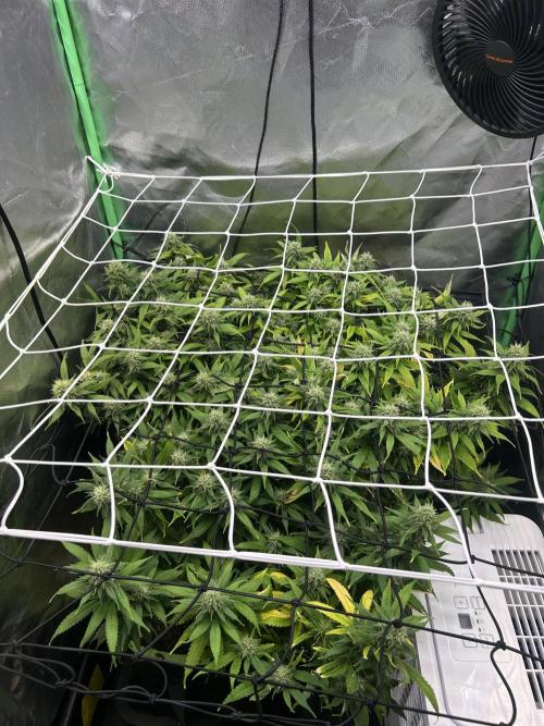iFresh 4-Inch Inline Duct Fan. Week 12