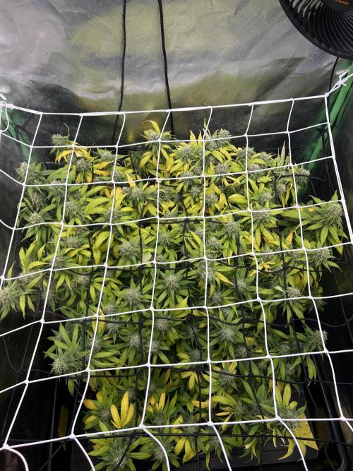 Super Boof Cherry. Week 13