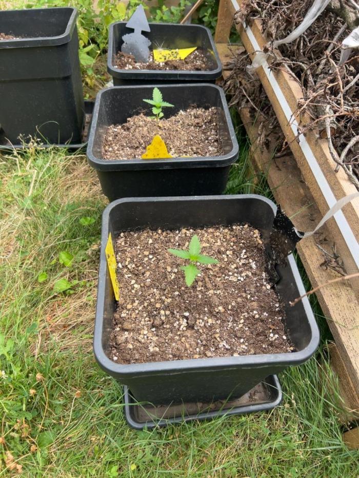 Tropicana Cookies Auto 420Fast buds. Week 1