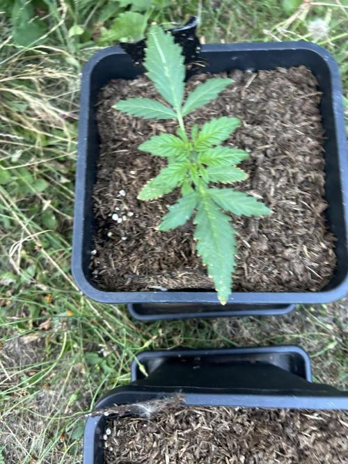 Tropicana Cookies Auto 420Fast buds. Week 2