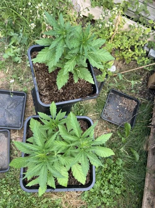 Tropicana Cookies Auto 420Fast buds. Week 3
