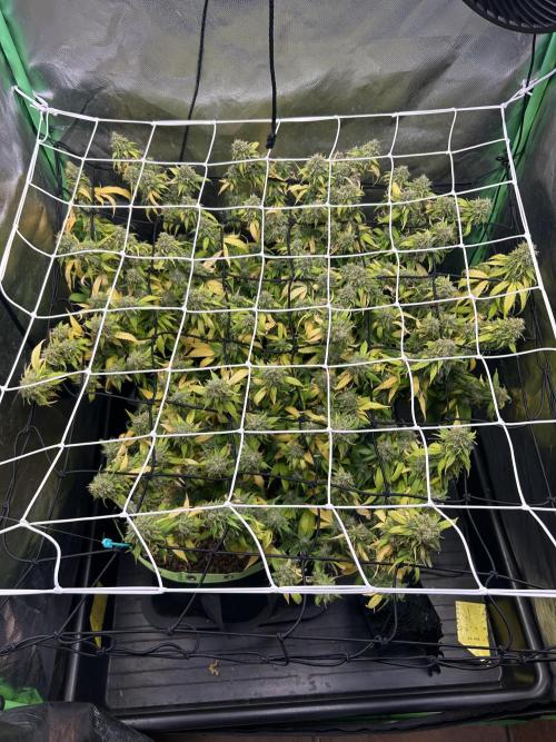 Super Boof Cherry. Week 15