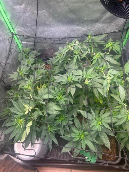 Bruce Banner. Week 7