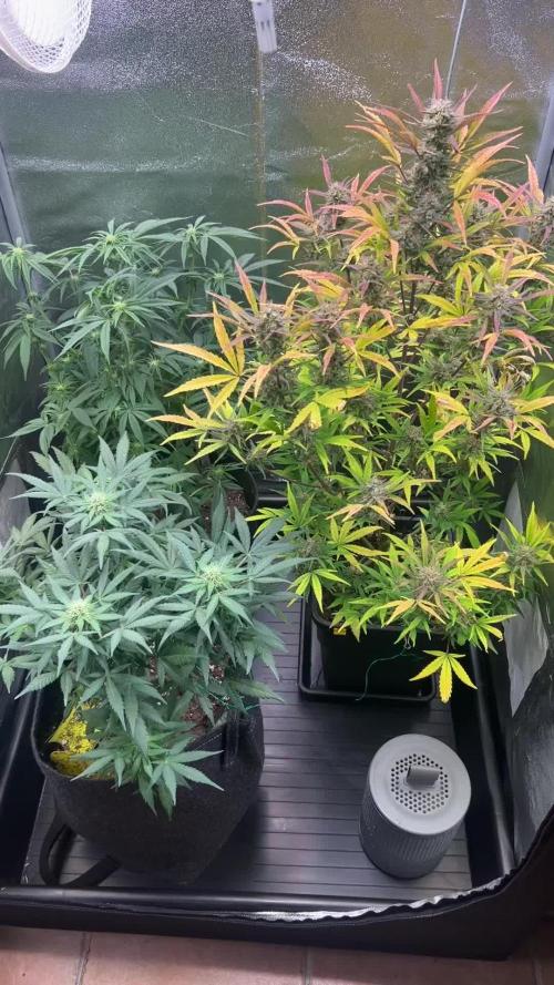 Strawberry banana Auto/Royal Queen Seeds Mimosa auto