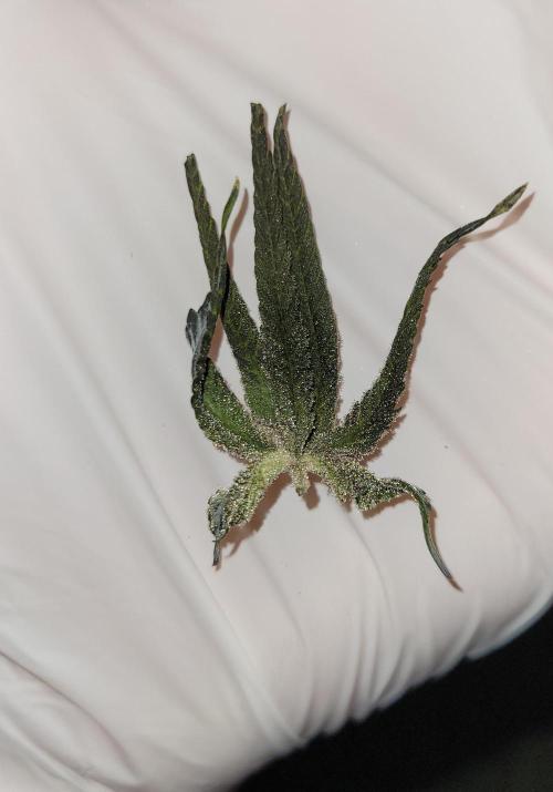 Fillmore Slim - PCG - My First Report :). Week 19