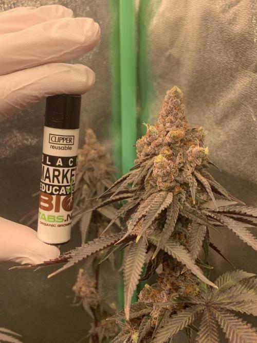 Fillmore Slim - PCG - My First Report :). Week 19