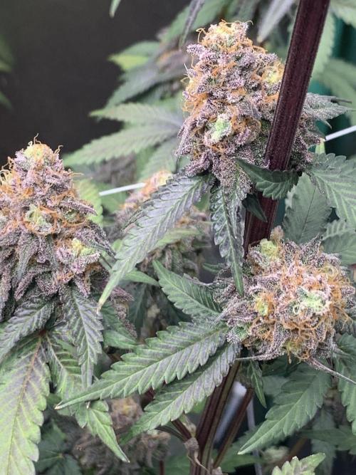 Fillmore Slim - PCG - My First Report :). Week 19