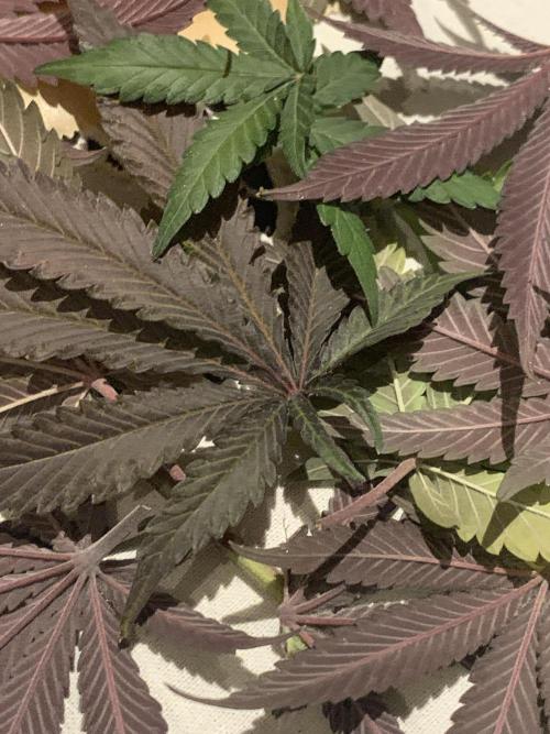 Fillmore Slim - PCG - My First Report :). Week 19