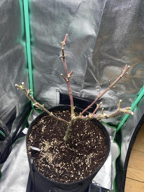 Fillmore Slim - PCG - My First Report :). Week 19