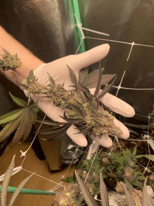 Fillmore Slim - PCG - My First Report :). Week 19