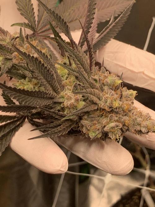 Fillmore Slim - PCG - My First Report :). Week 19