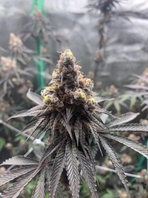 Fillmore Slim - PCG - My First Report :). Week 19