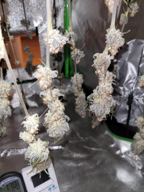 Fillmore Slim - PCG - My First Report :). Week 19