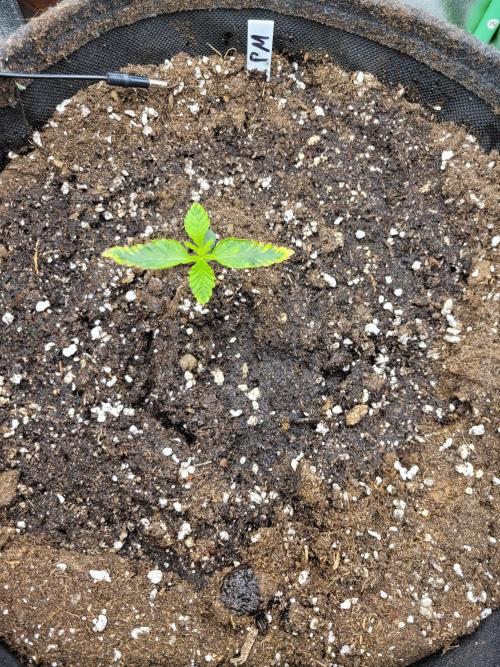 Maybe run for AWC?. Week 1