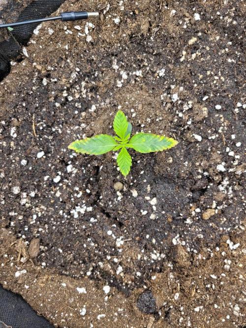 Maybe run for AWC?. Week 1