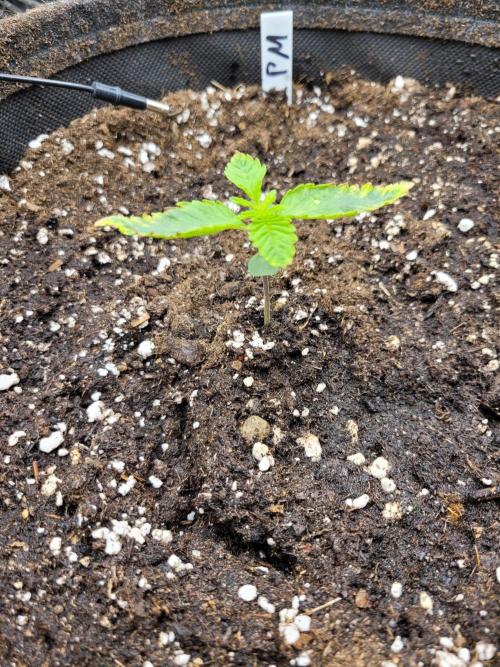 Maybe run for AWC?. Week 1