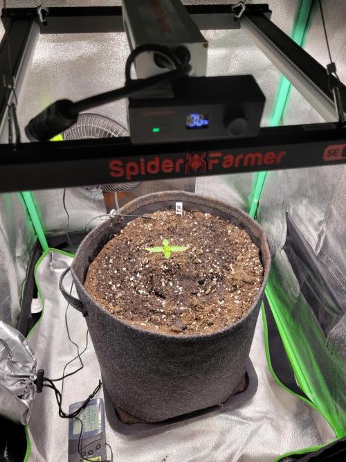 Maybe run for AWC?. Week 1