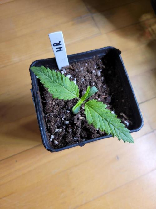 Lets grow some Honey Hash :). Week 1