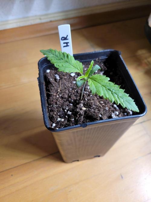 Lets grow some Honey Hash :). Week 1