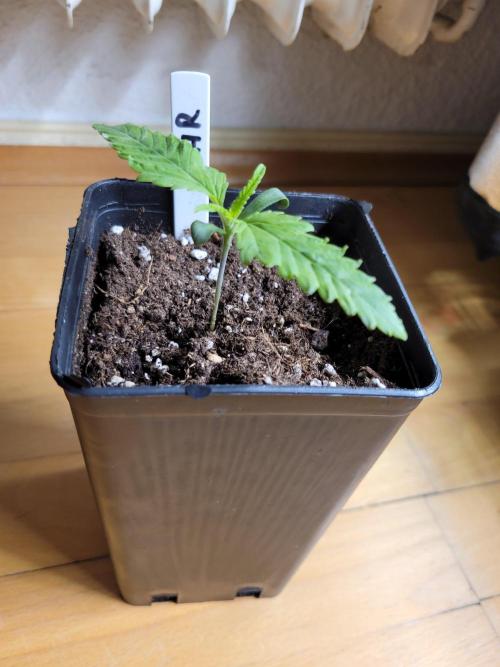 Lets grow some Honey Hash :). Week 1