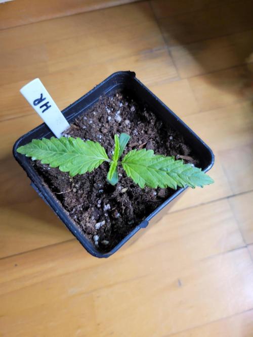 Lets grow some Honey Hash :). Week 1