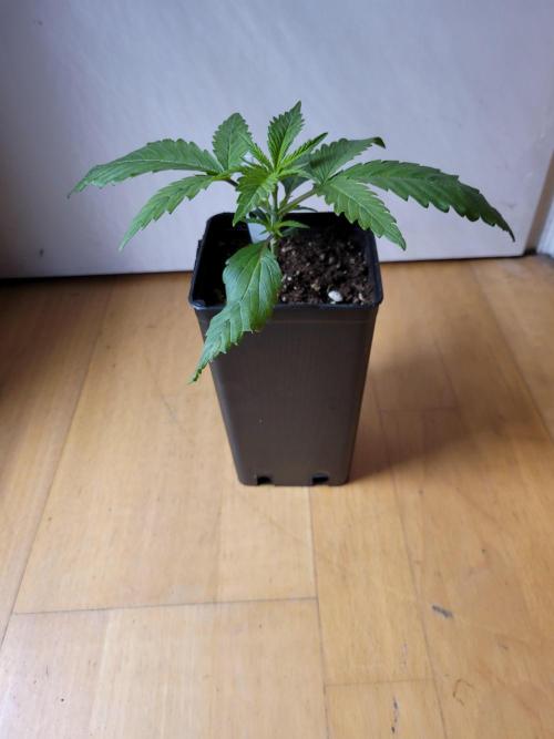 Lets grow some Honey Hash :). Week 2