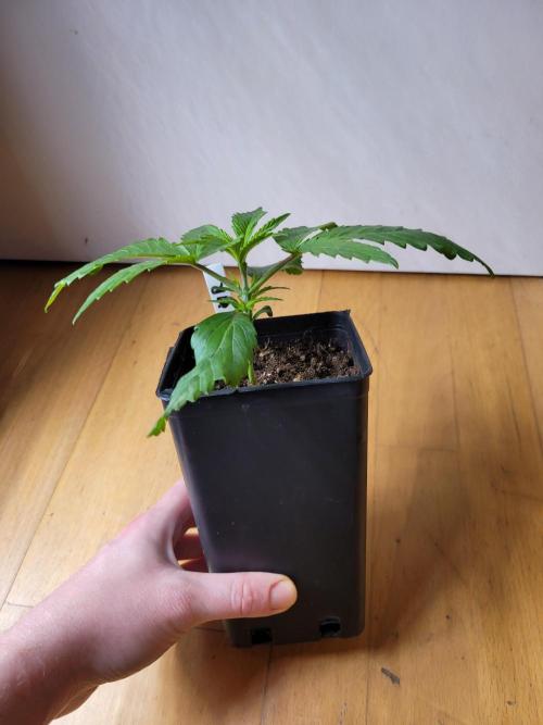 Lets grow some Honey Hash :). Week 2