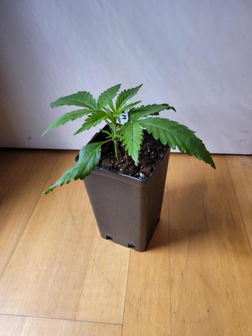 Lets grow some Honey Hash :). Week 2