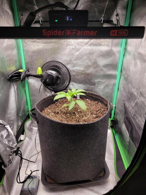 Maybe run for AWC?. Week 2