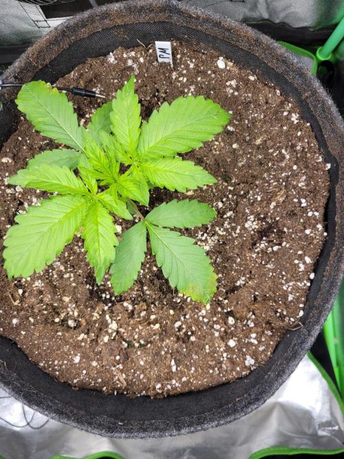 Maybe run for AWC?. Week 2