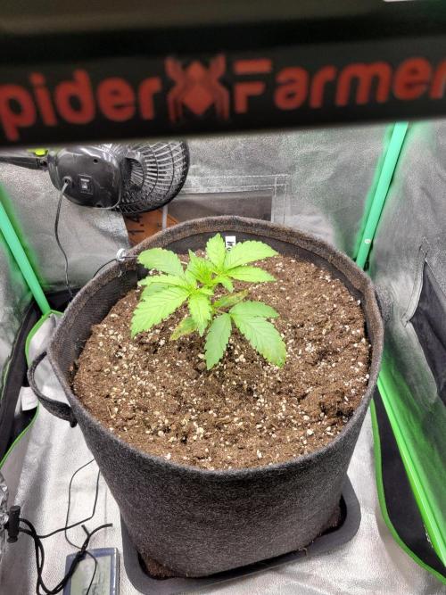 Maybe run for AWC?. Week 2