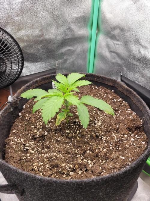 Maybe run for AWC?. Week 2