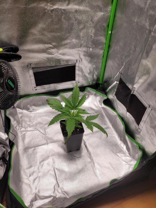 Lets grow some Honey Hash :). Week 3