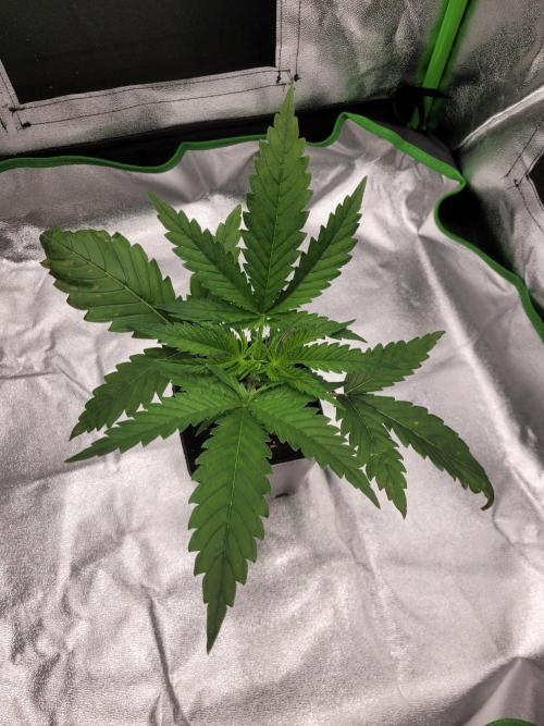 Lets grow some Honey Hash :). Week 3