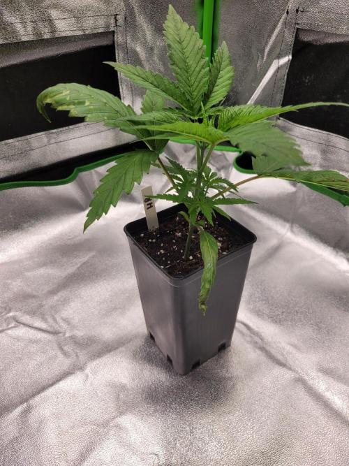 Lets grow some Honey Hash :). Week 3