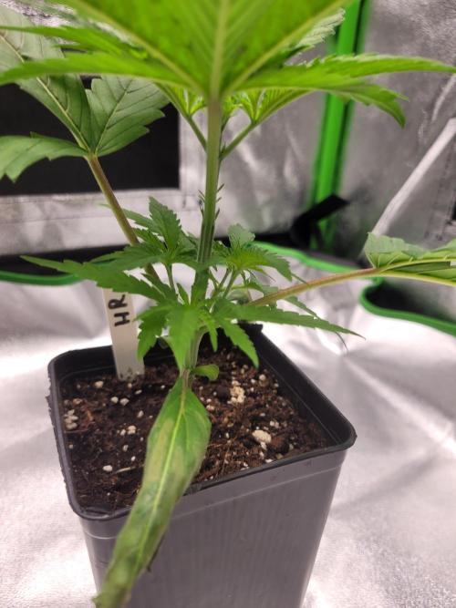 Lets grow some Honey Hash :). Week 3