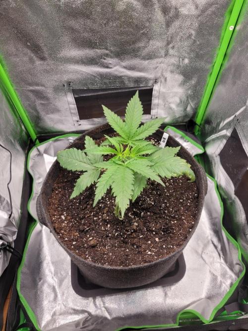 Lets grow some Honey Hash :). Week 3