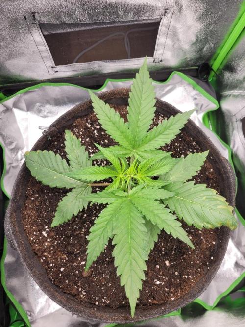 Lets grow some Honey Hash :). Week 3