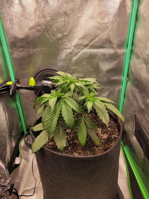 Maybe run for AWC?. Week 3