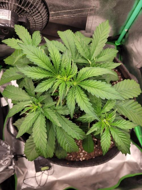 Maybe run for AWC?. Week 3