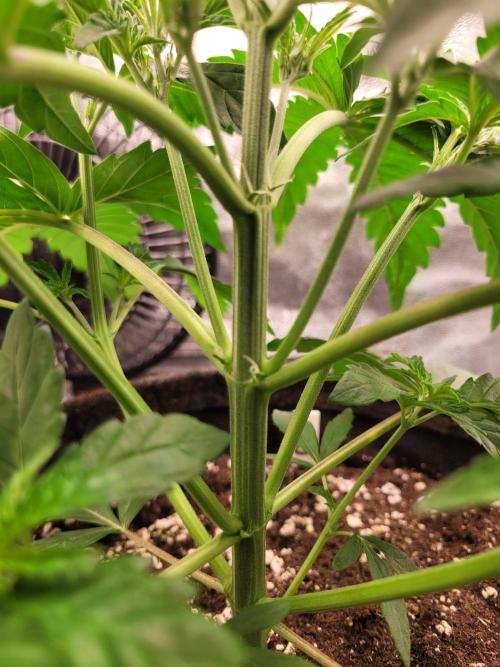 Maybe run for AWC?. Week 3