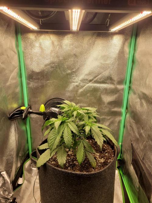 Maybe run for AWC?. Week 3